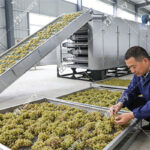 grape dehydrating machine