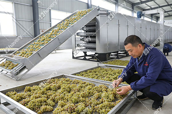 grape dehydrating machine