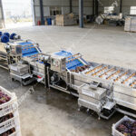 grape washing machine