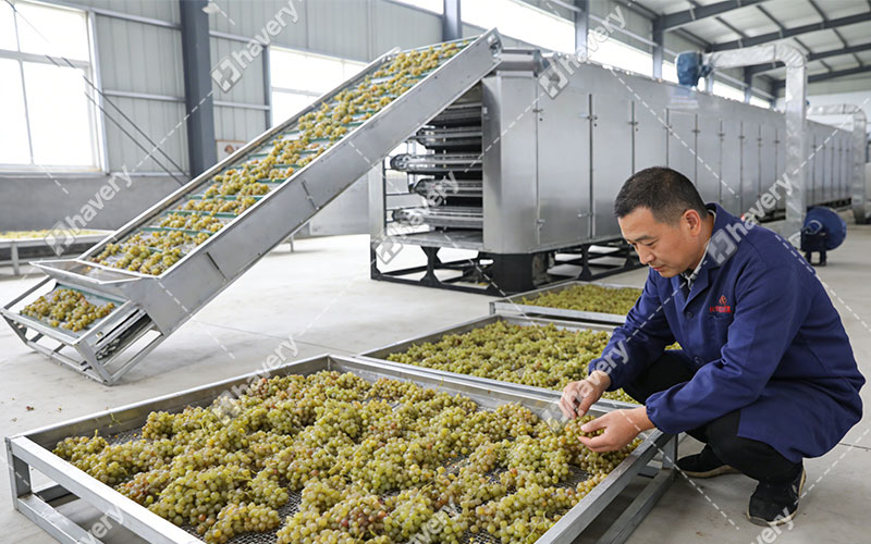 grape dehydrating in our factory
