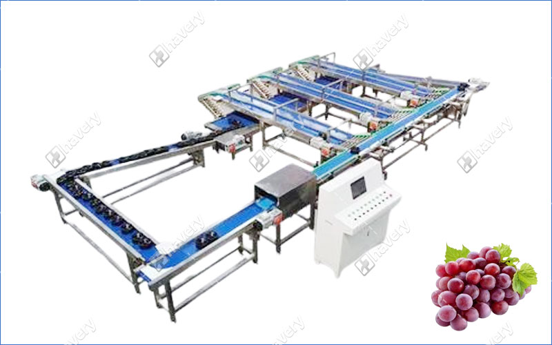 grape grading machine