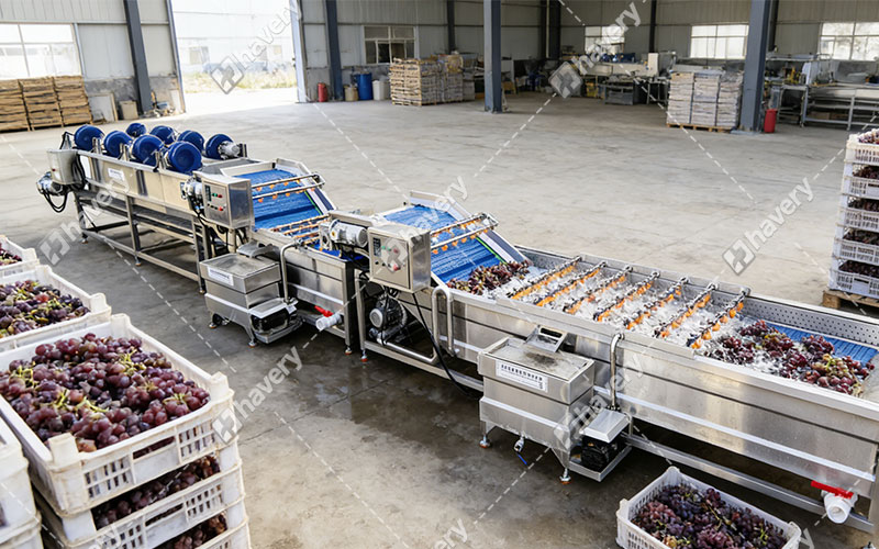 grape washing line